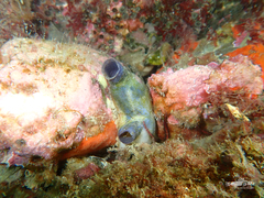 Asterocarpa