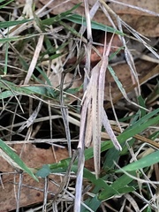 Allotruxalis gracilis