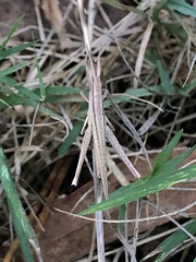 Allotruxalis gracilis