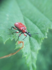 Apoderus coryli