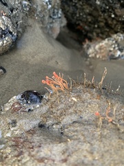 Ectopleura marina