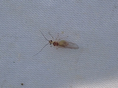 Stenopsocus immaculatus