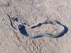 Dendroaspis polylepis