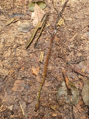 Dendrophidion dendrophis