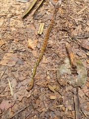 Dendrophidion dendrophis