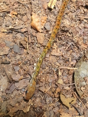 Dendrophidion dendrophis