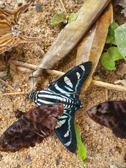 Jemadia
