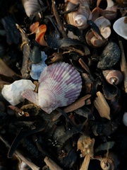 Aequipecten opercularis