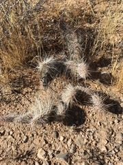 Opuntia trichophora
