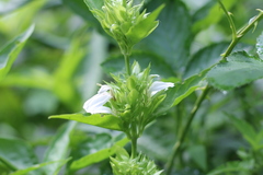 Poikilacanthus glandulosus