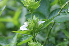 Poikilacanthus glandulosus