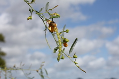 Aeschynomene montevidensis