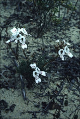 Stylidium crossocephalum