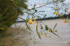 Aeschynomene montevidensis