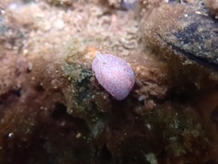 Gastropteron pacificum