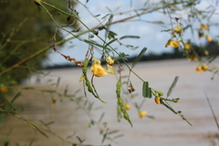 Aeschynomene montevidensis