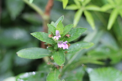 Hygrophila costata