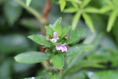 Hygrophila costata