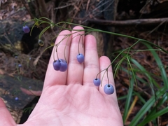 Dianella nigra