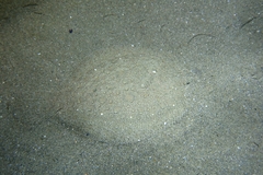 Scophthalmus rhombus