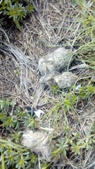 Canis lupus italicus