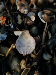 Aequipecten opercularis