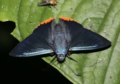 Chalypyge zereda