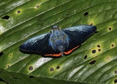 Chalypyge zereda