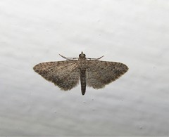 Gymnoscelis rufifasciata