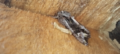 Ichneutica insignis