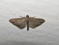 Gymnoscelis rufifasciata