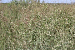 Pfaffia glomerata
