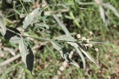 Pfaffia glomerata