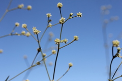 Pfaffia glomerata