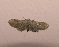 Eupithecia lentiscata