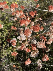 Eriogonum fasciculatum