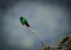 Chlorostilbon melanorhynchus