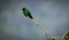 Chlorostilbon melanorhynchus