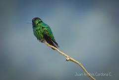 Chlorostilbon melanorhynchus