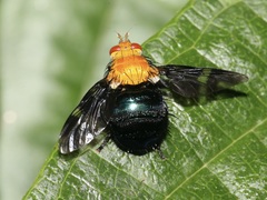 Tachinisca cyaneiventris