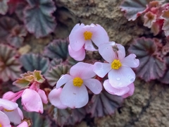 Begonia princeae image