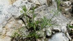 Bifora americana