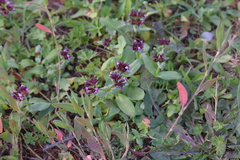 Fedia cornucopiae