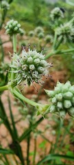 Eryngium paniculatum