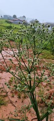 Eryngium paniculatum