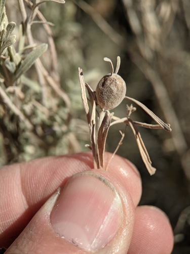Rhopalomyia obovata