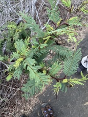 Vachellia rorudiana