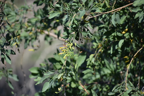 Nicotiana glauca