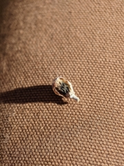 Rhopalomyia obovata