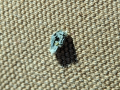 Rhopalomyia obovata